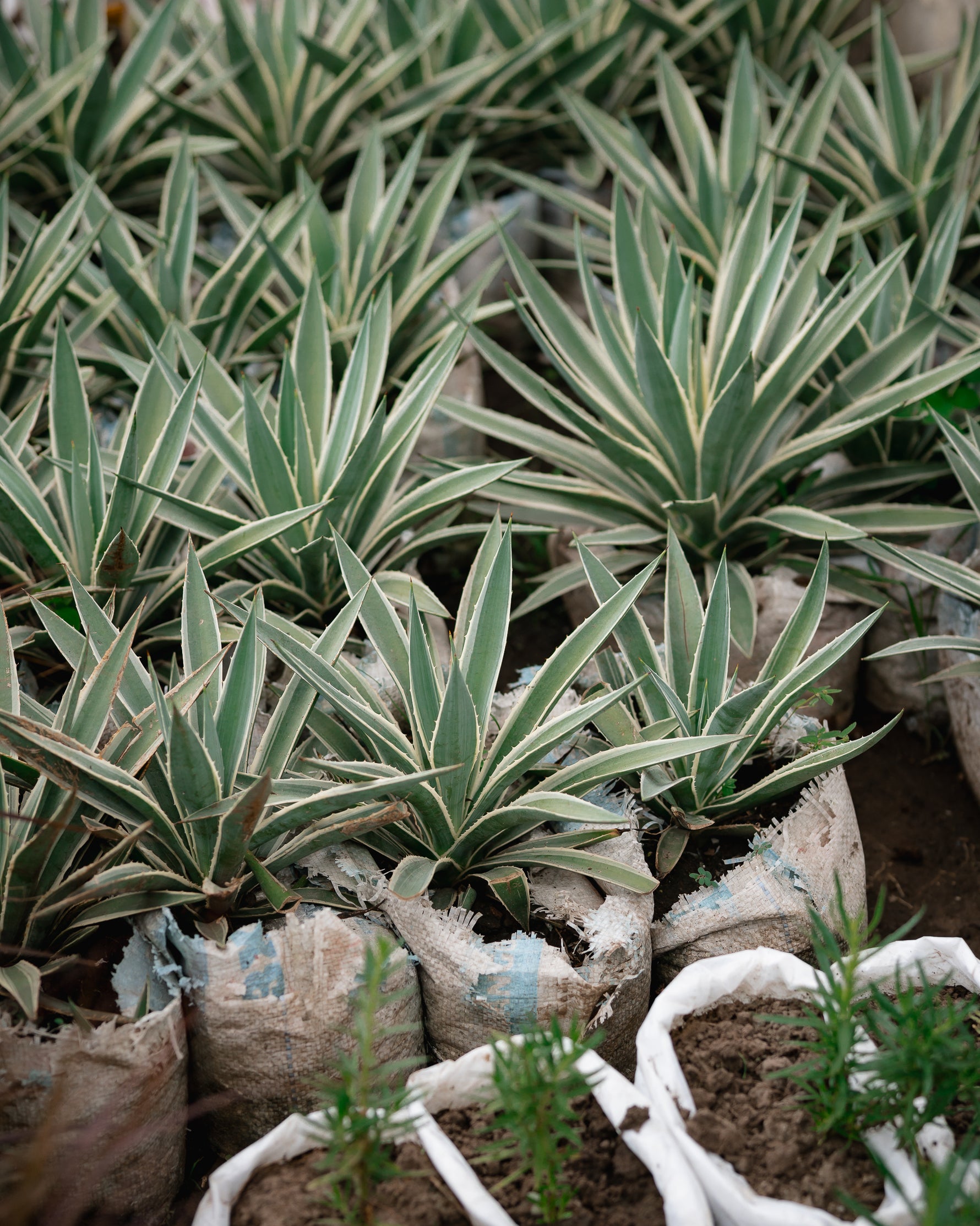 Caribbean Agave - Agave Angustifolia
