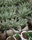 Caribbean Agave - Agave Angustifolia