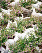 False Heather - Elfin Herb - Cuphea Hyssopifolia Plant