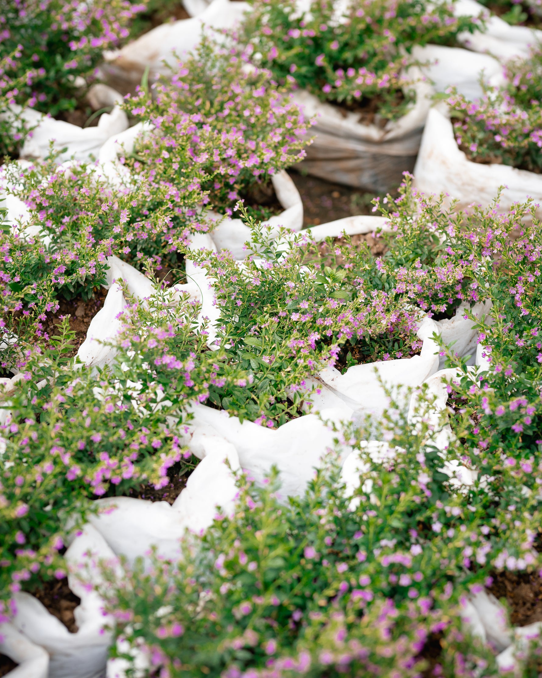 False Heather - Elfin Herb - Cuphea Hyssopifolia Plant