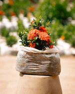 Flame of the Woods - Jungle Geranium