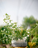Red, Yellow & White Lantana Plants - 'Ananse Donkono'