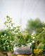 Red, Yellow & White Lantana Plants - 'Ananse Donkono'