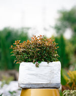 Mirror bush - Rainbow Surprise