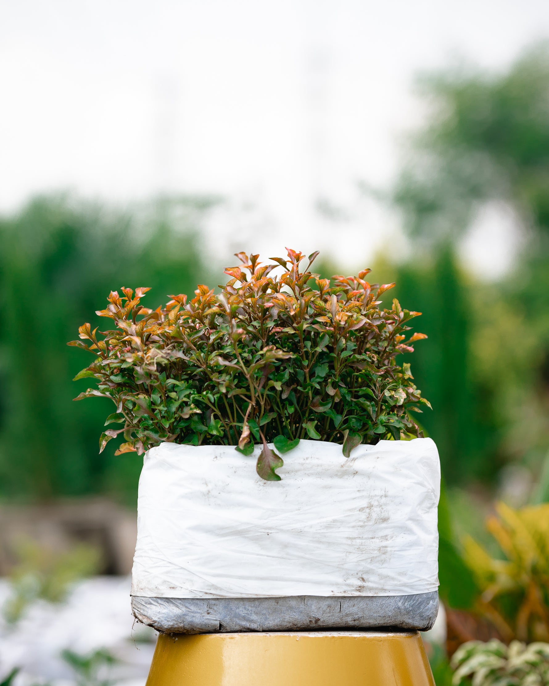Mirror bush - Rainbow Surprise