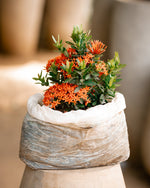 Flame of the Woods - Jungle Geranium
