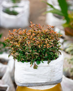 Mirror bush - Rainbow Surprise