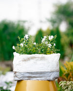 Cape Leadwort - Plumbago Plant