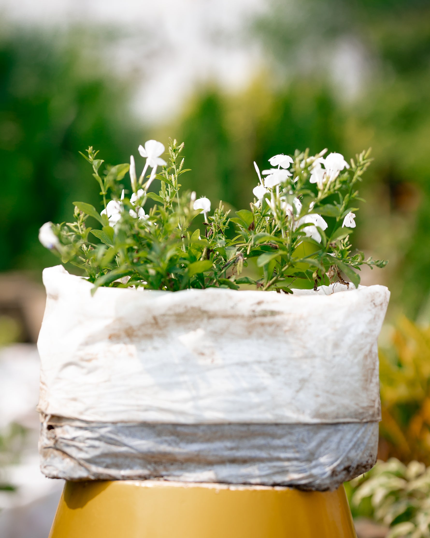 Cape Leadwort - Plumbago Plant