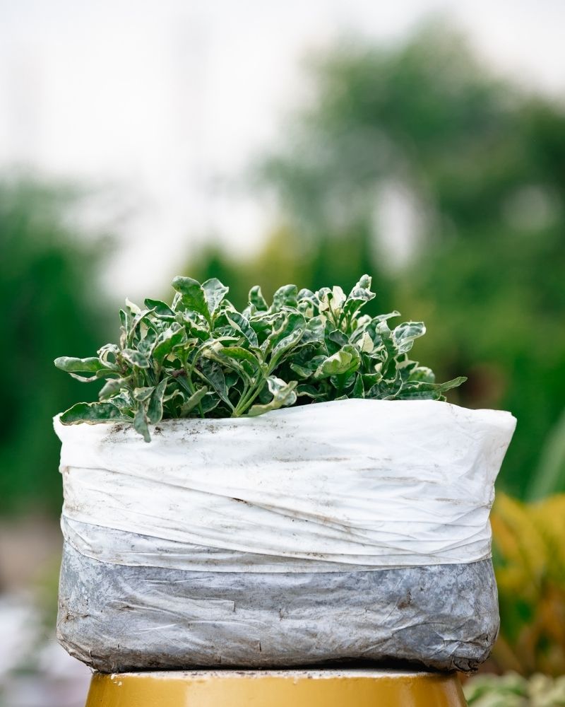 Alternanthera Ficoidea "Snowball"