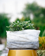 Alternanthera Ficoidea "Snowball"