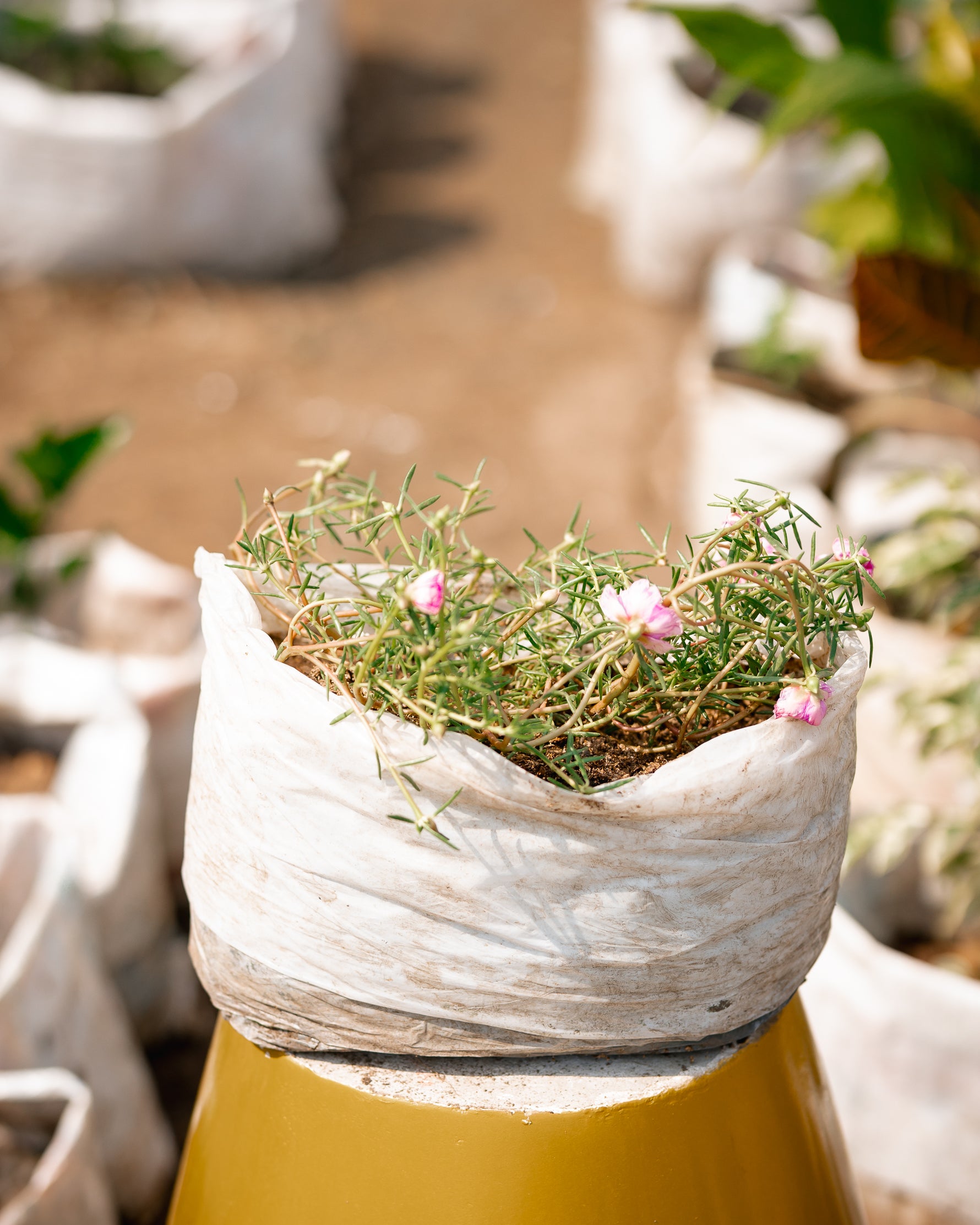 Moss-Rose Purslane- Sun Rose- Rose Moss