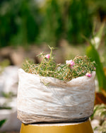 Moss-Rose Purslane- Sun Rose- Rose Moss