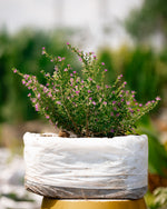 False Heather - Elfin Herb - Cuphea Hyssopifolia Plant