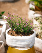 False Heather - Elfin Herb - Cuphea Hyssopifolia Plant