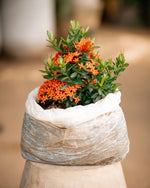 Flame of the Woods - Jungle Geranium