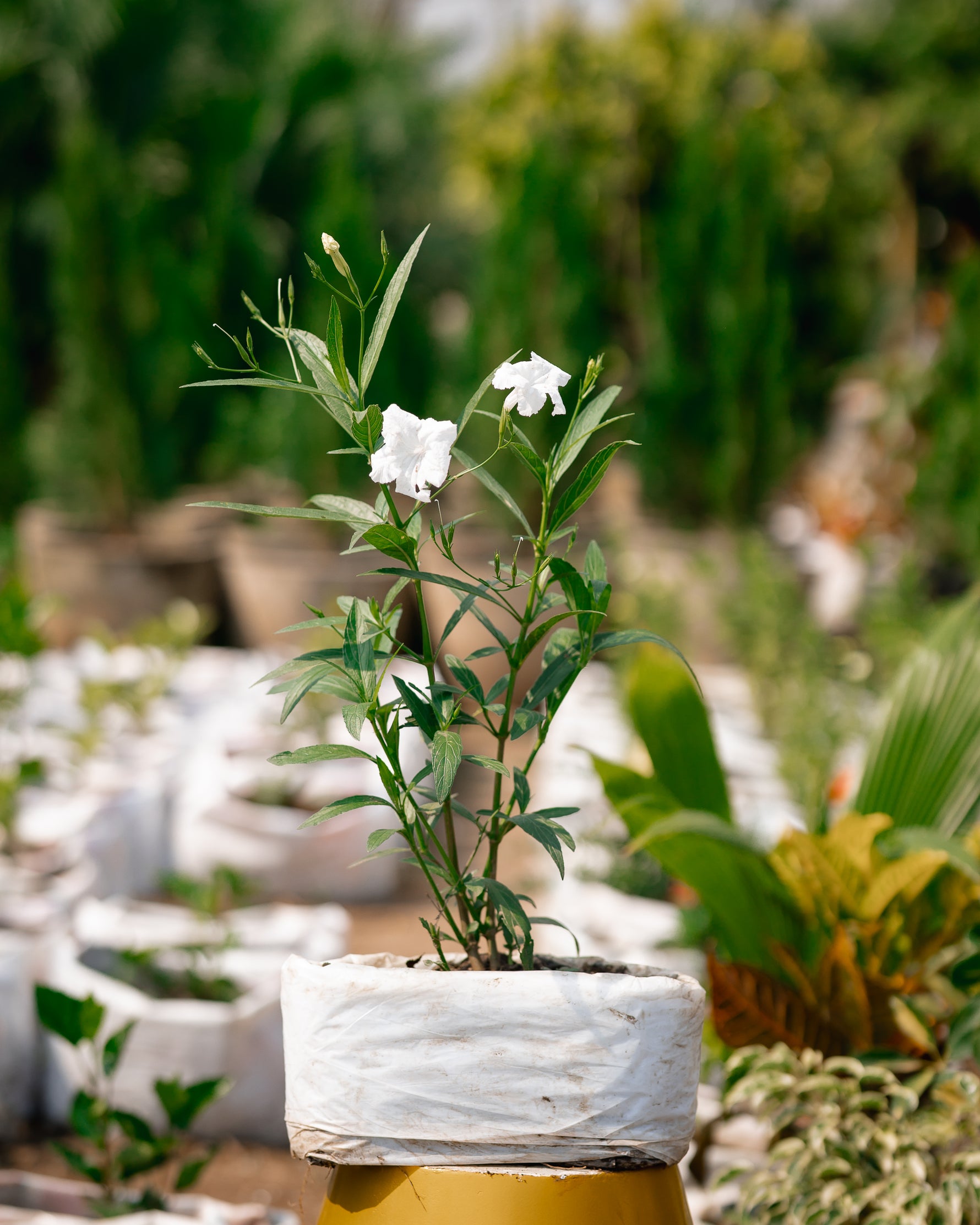Mexican Petunia Plant