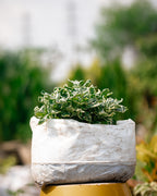 Alternanthera Ficoidea "Snowball"