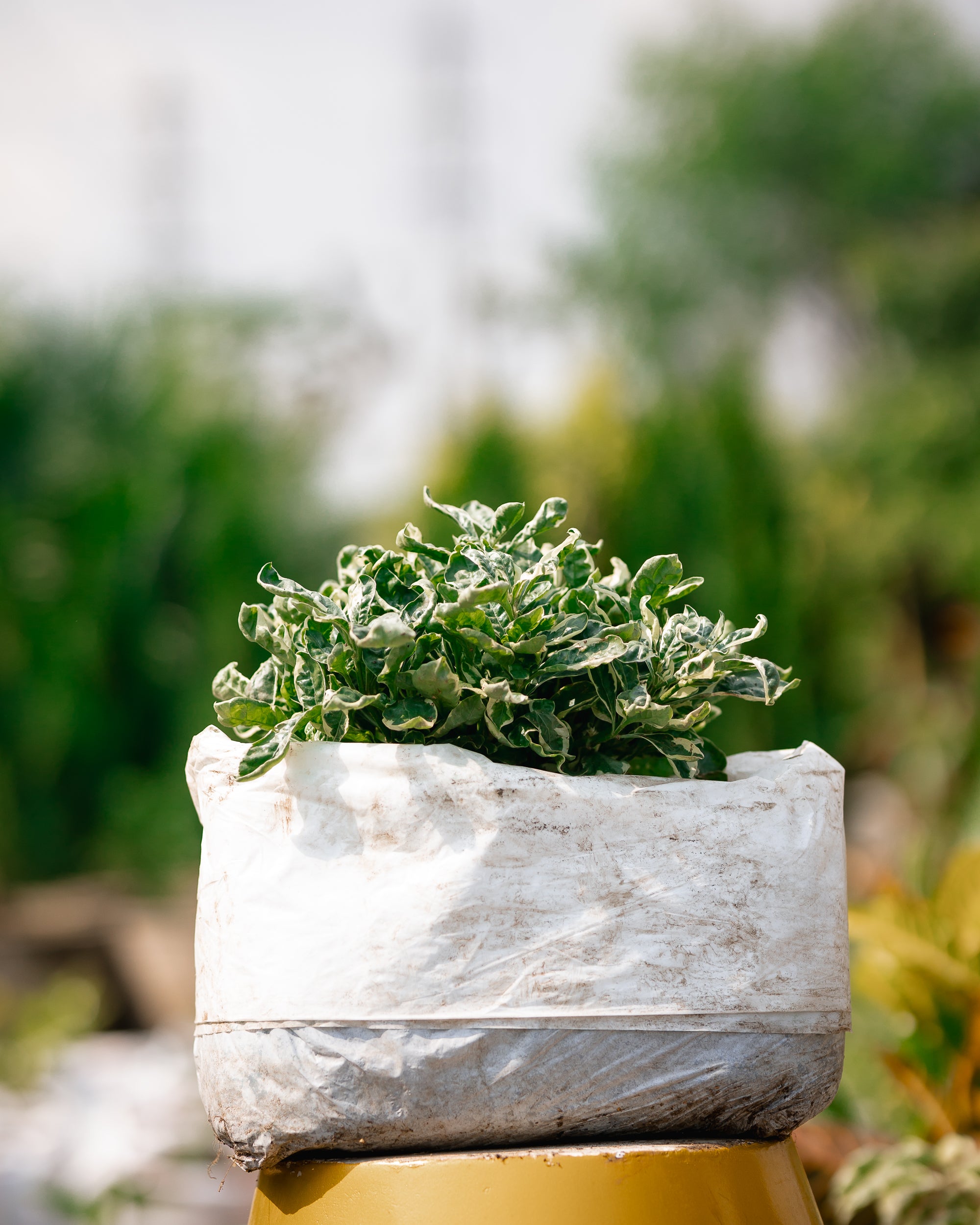 Alternanthera Ficoidea "Snowball"