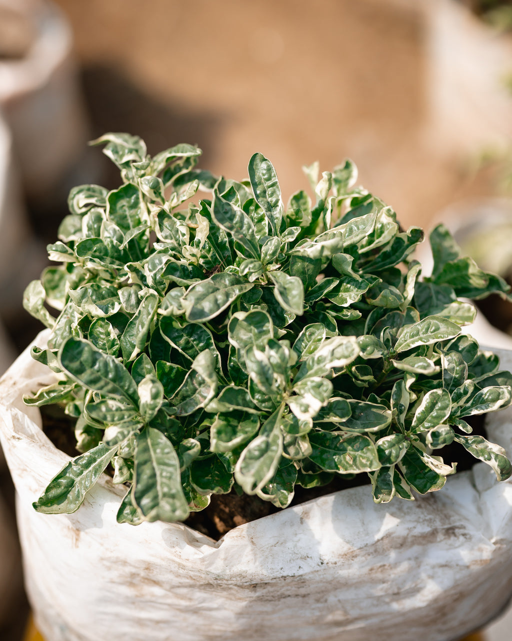 Alternanthera Ficoidea "Snowball"