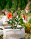 Chinese Hibiscus - Tropical Hibiscus - China Rose - Hawaiian Hibiscus