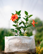 Chinese Hibiscus - Tropical Hibiscus - China Rose - Hawaiian Hibiscus