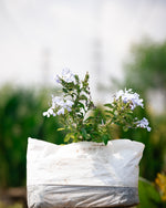 Cape Leadwort - Plumbago Plant