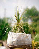 Madagascar Dragon Tree - Dracaena Marginata