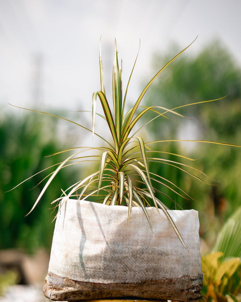 Madagascar Dragon Tree - Dracaena Marginata