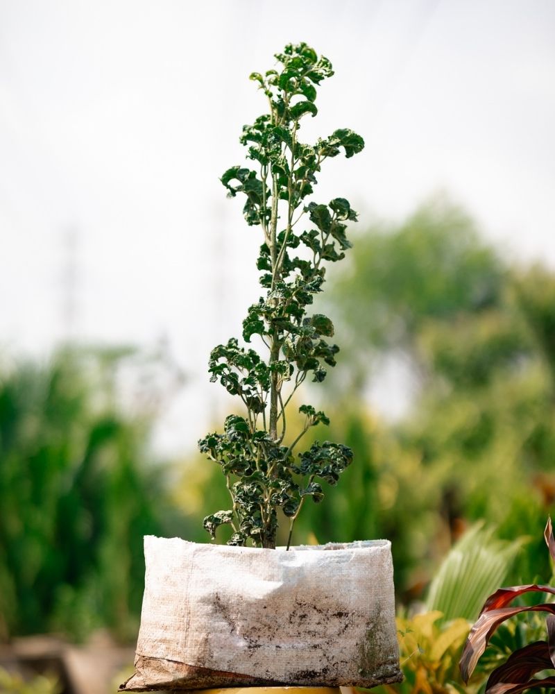 Black Aralia