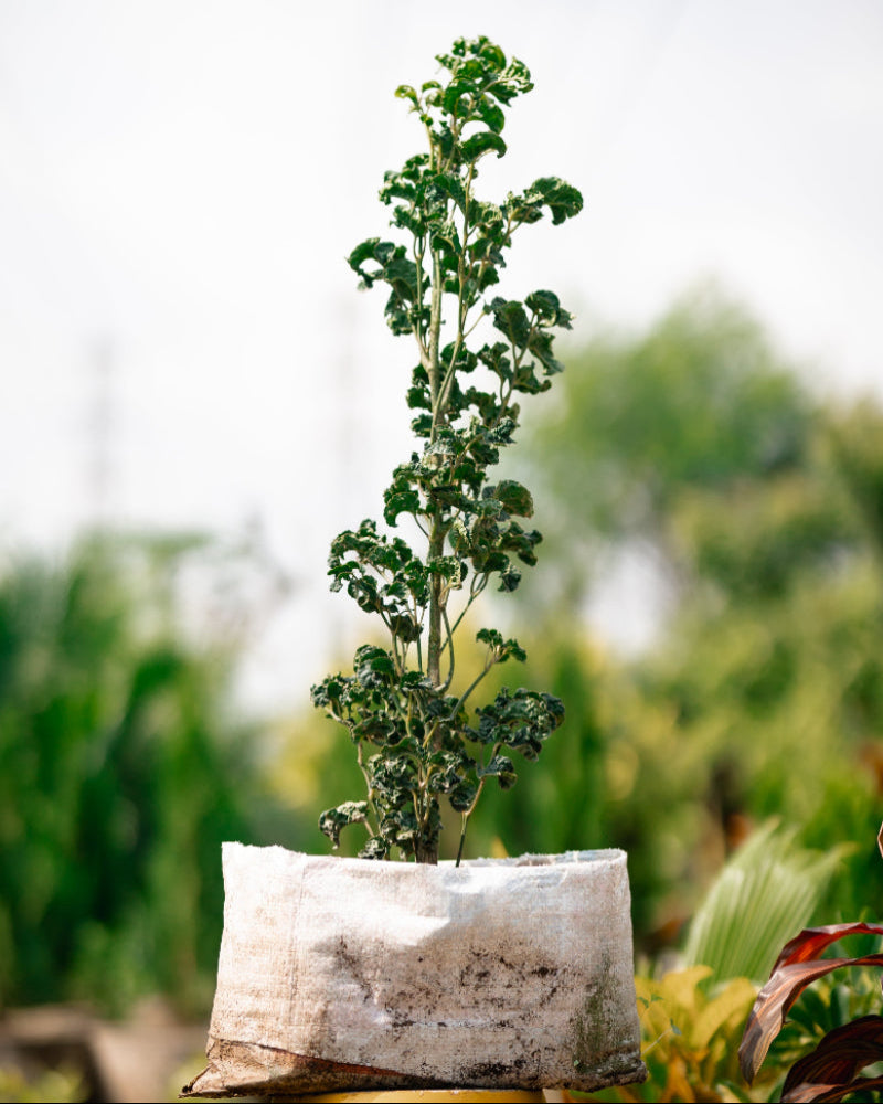Black Aralia