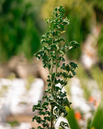 Black Aralia