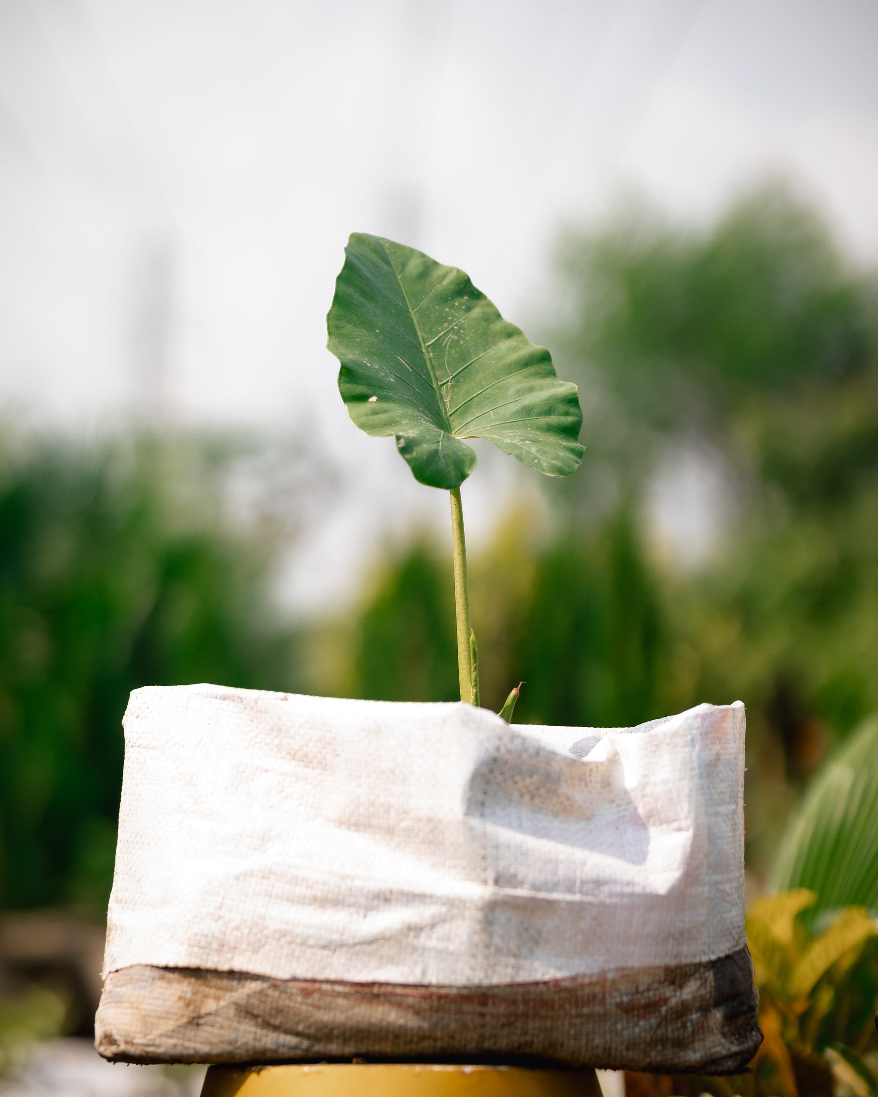 Giant Taro Plant