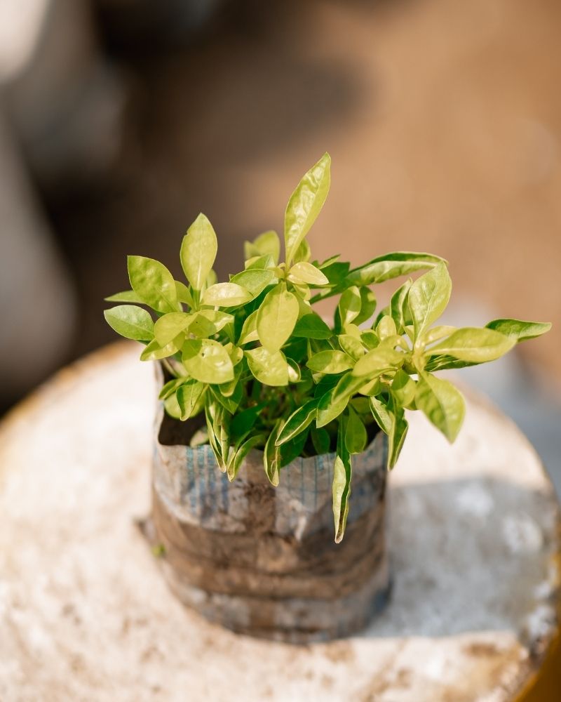 Sweet Basil - Saint Joseph's Wort - Great Basil