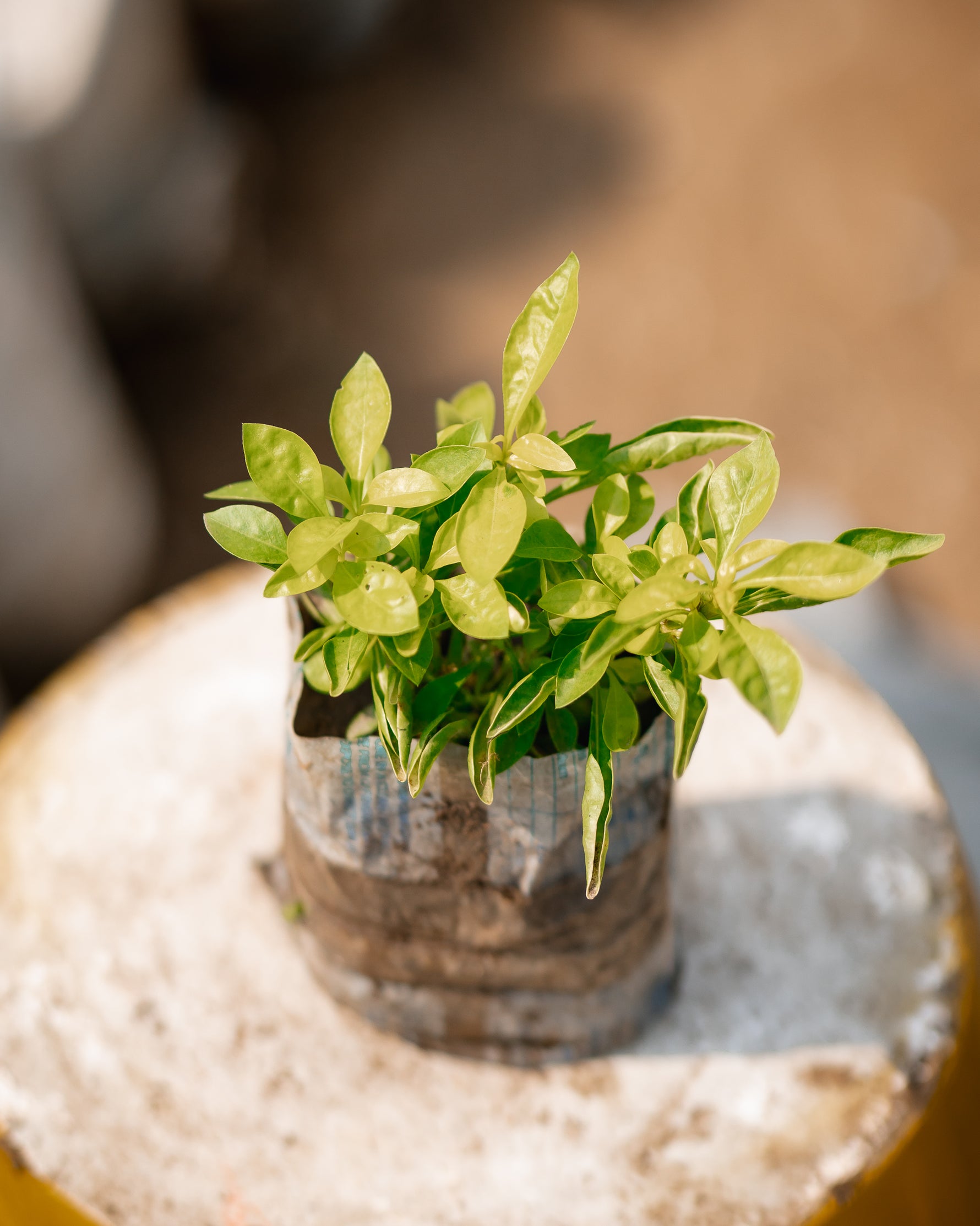 Sweet Basil - Saint Joseph's Wort - Great Basil