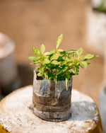 Sweet Basil - Saint Joseph's Wort - Great Basil