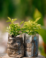 Sweet Basil - Saint Joseph's Wort - Great Basil