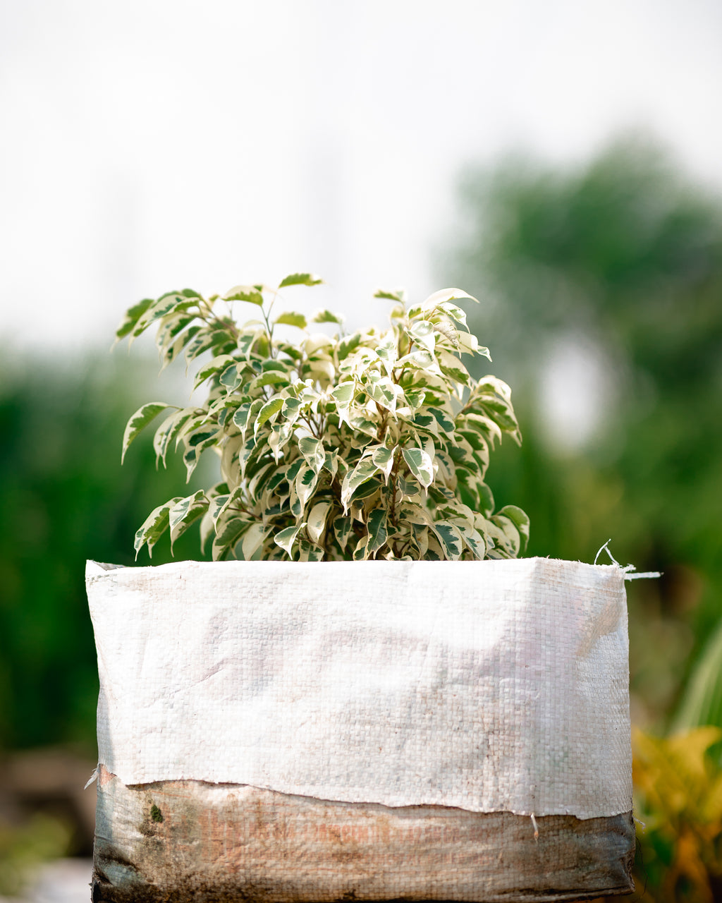 Variegated Weeping Fig