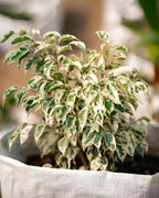 Variegated Weeping Fig