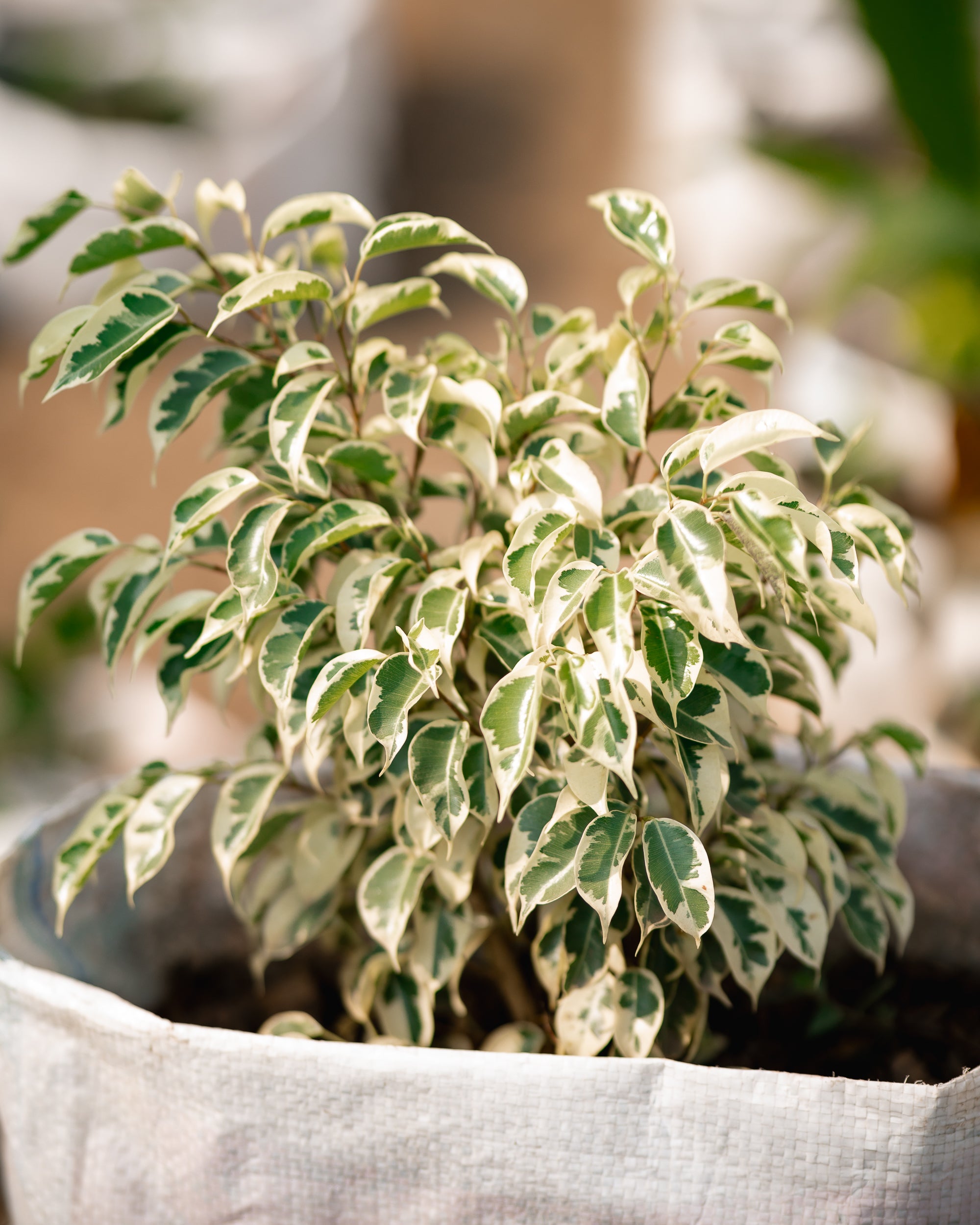 Variegated Weeping Fig