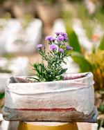 Aster Plant -Michaelmas daisies - Starworts