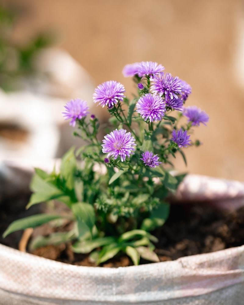 Aster Plant -Michaelmas daisies - Starworts