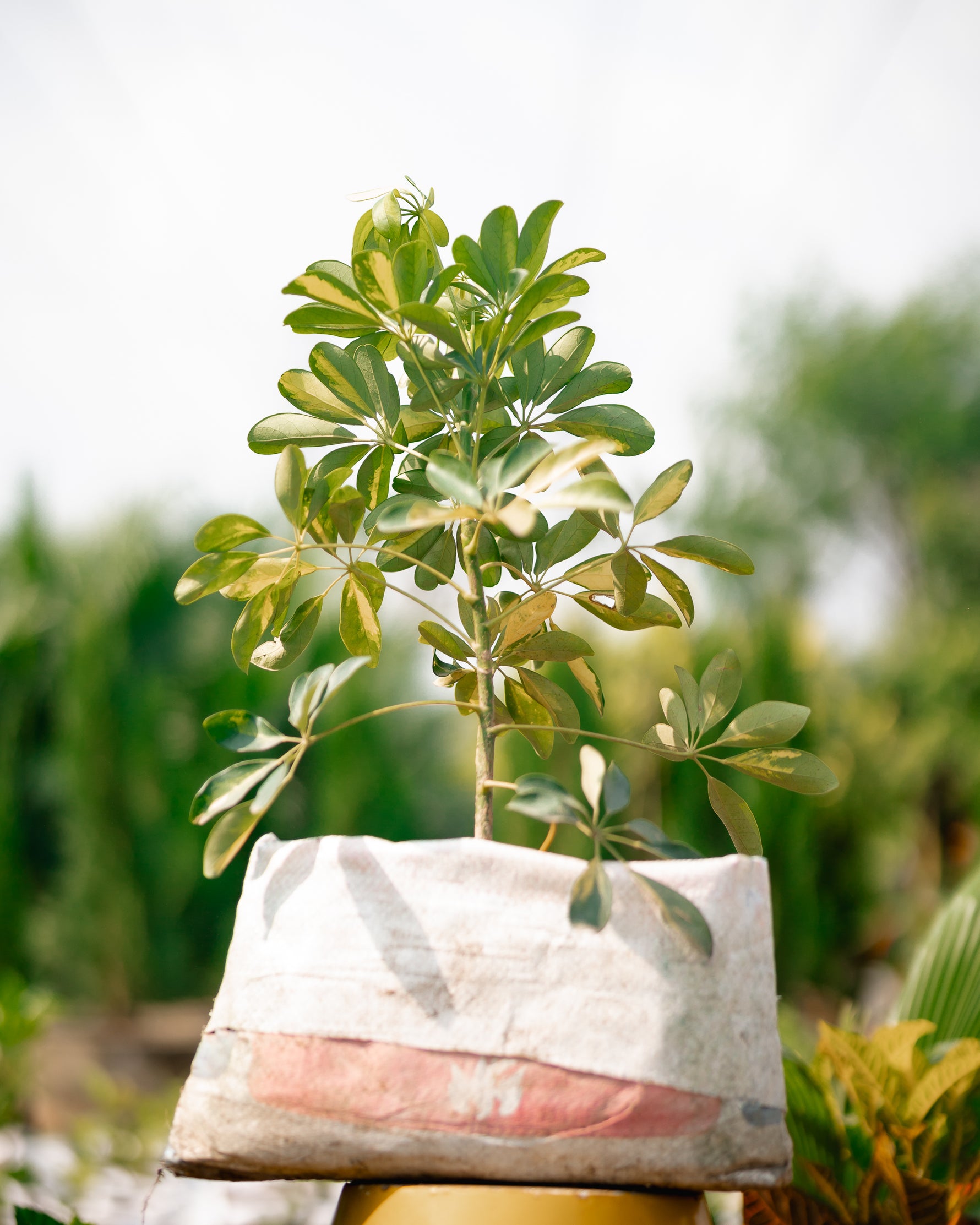 Dwarf Umbrella Plant - Parasol Plant - Cassava Plant
