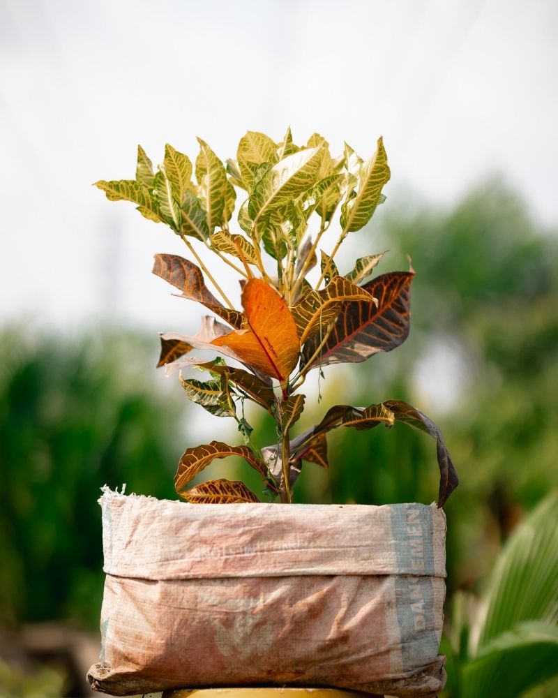Croton Plant