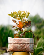 Croton Plant