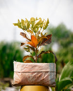 Croton Plant