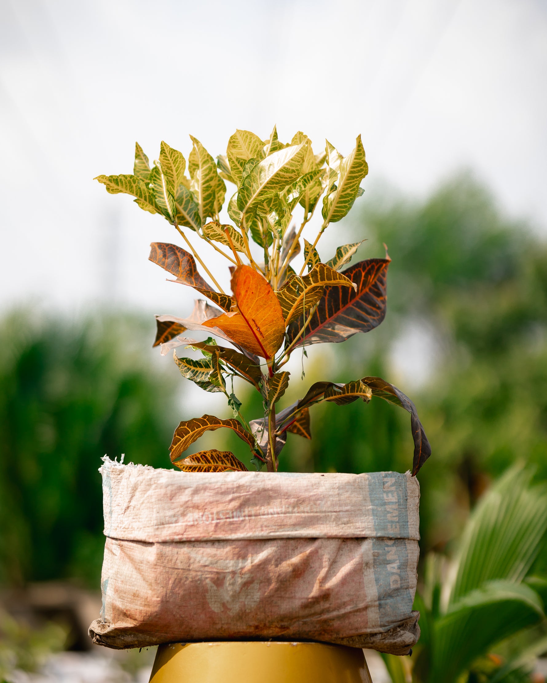 Croton Plant