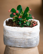 Local Crown-of-thorns - Christ Plant - Christ Thorn - Euphorbia Plant