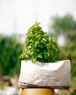 Coleus Plant