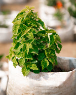 Coleus Plant